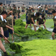Soldiers removing smelly algae from a beach in Qingdao, China.